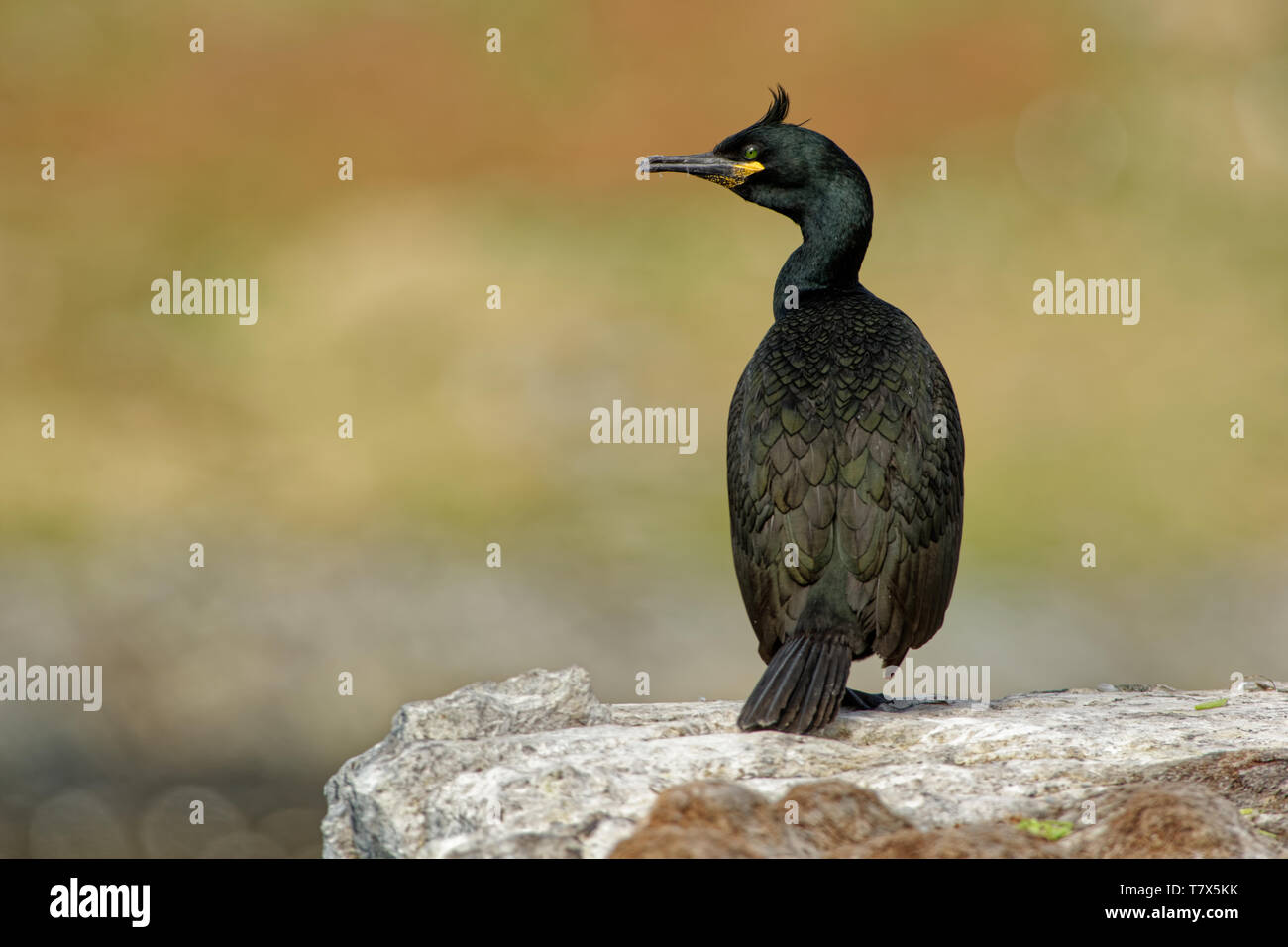 European Shag - Phalacrocorax aristotelis est une espèce de cormoran. Elle se reproduit autour de la côtes rocheuses de l'Europe de l'ouest et du Sud, Asie du Sud-Ouest Banque D'Images