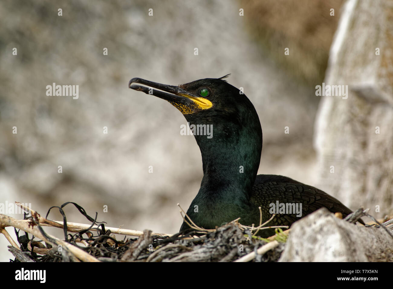 European Shag - Phalacrocorax aristotelis est une espèce de cormoran. Elle se reproduit autour de la côtes rocheuses de l'Europe de l'ouest et du Sud, Asie du Sud-Ouest Banque D'Images