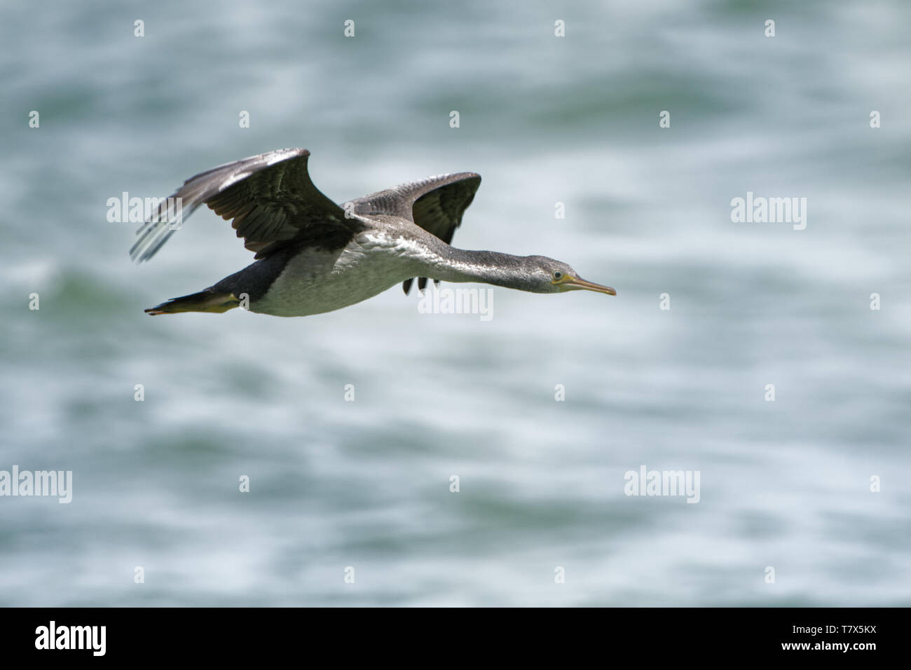 Spotted Shag - Stictocarbo punctatus - parekareka - espèce de cormoran endémique de Nouvelle-Zélande. D'abord été classées comme Phalacrocorax punctatus. Banque D'Images