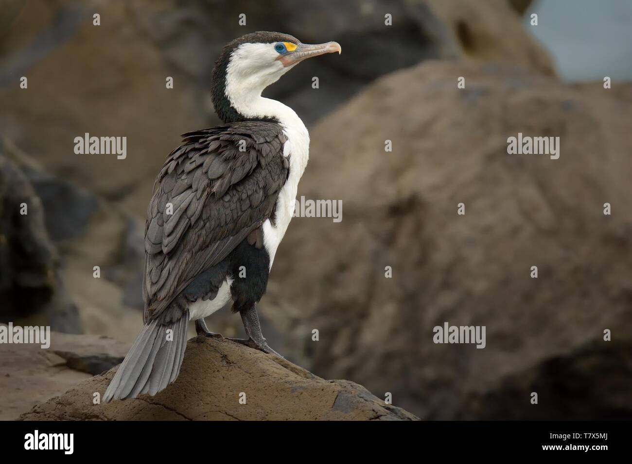 (Phalacrocorax varius) assis sur le rocher près de la mer. Banque D'Images