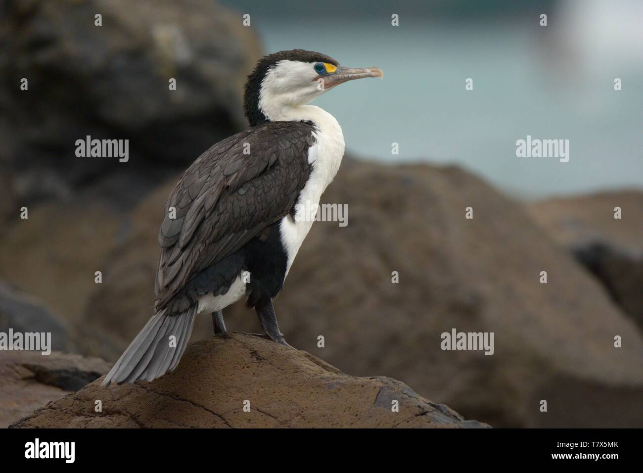 (Phalacrocorax varius) assis sur le rocher près de la mer. Banque D'Images