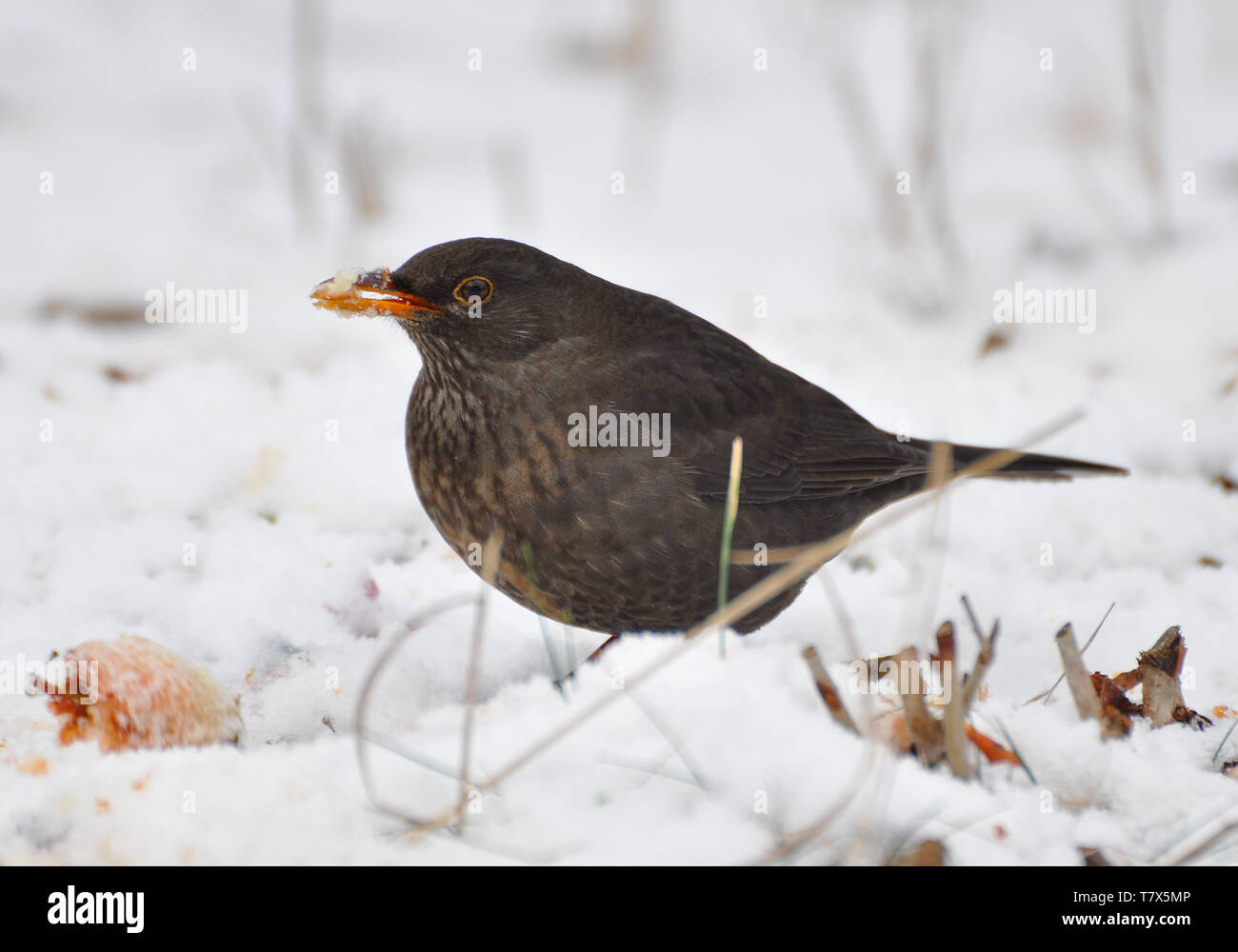 Eurasian Blackbird Turdus merula - espèce de vrai muguet. Il se reproduit en Europe, en Asie, et en Afrique du Nord, et a été introduit pour l'Australie et de la nouvelle Banque D'Images