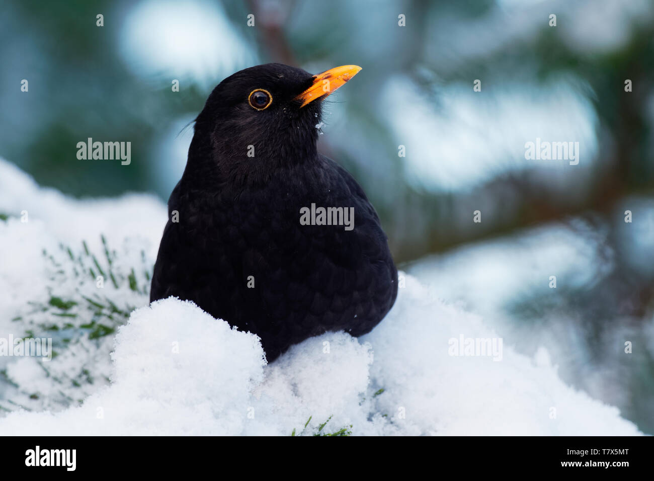 Eurasian Blackbird Turdus merula - espèce de vrai muguet. Il se reproduit en Europe, en Asie, et en Afrique du Nord, et a été introduit pour l'Australie et de la nouvelle Banque D'Images