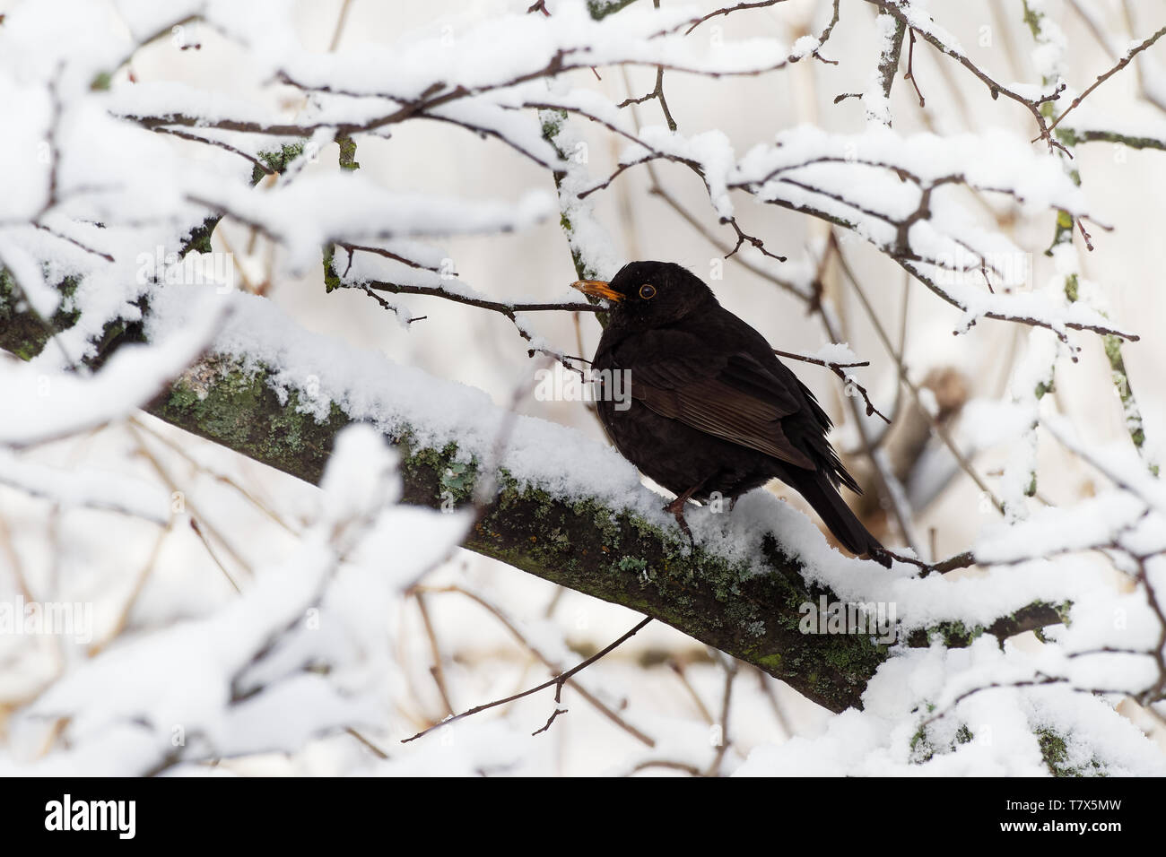 Eurasian Blackbird Turdus merula - espèce de vrai muguet. Il se reproduit en Europe, en Asie, et en Afrique du Nord, et a été introduit pour l'Australie et de la nouvelle Banque D'Images