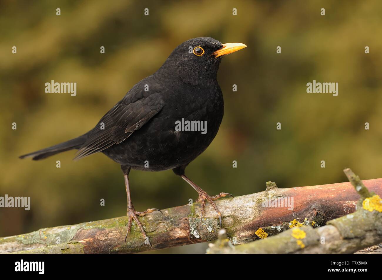 Eurasian Blackbird Turdus merula - espèce de vrai muguet. Il se reproduit en Europe, en Asie, et en Afrique du Nord, et a été introduit pour l'Australie et de la nouvelle Banque D'Images