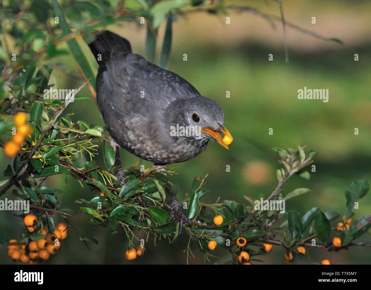 Eurasian Blackbird Turdus merula - espèce de vrai muguet. Il se reproduit en Europe, en Asie, et en Afrique du Nord, et a été introduit pour l'Australie et de la nouvelle Banque D'Images