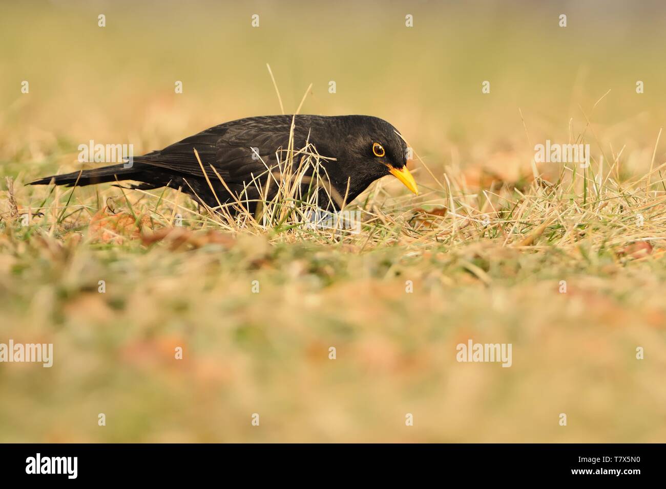 Eurasian Blackbird Turdus merula - espèce de vrai muguet. Il se reproduit en Europe, en Asie, et en Afrique du Nord, et a été introduit pour l'Australie et de la nouvelle Banque D'Images