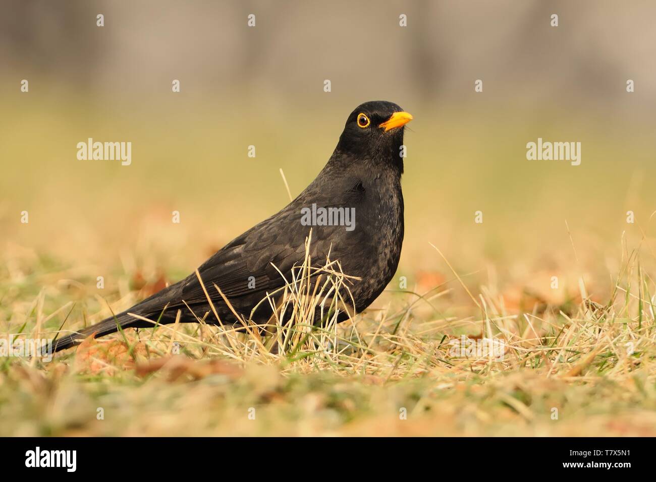 Eurasian Blackbird Turdus merula - espèce de vrai muguet. Il se reproduit en Europe, en Asie, et en Afrique du Nord, et a été introduit pour l'Australie et de la nouvelle Banque D'Images