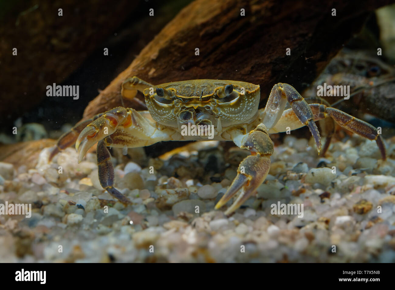 Crabe d'eau douce - Potamon fluviatile vivant dans les ruisseaux, rivières et lacs du sud de l'Europe. Banque D'Images