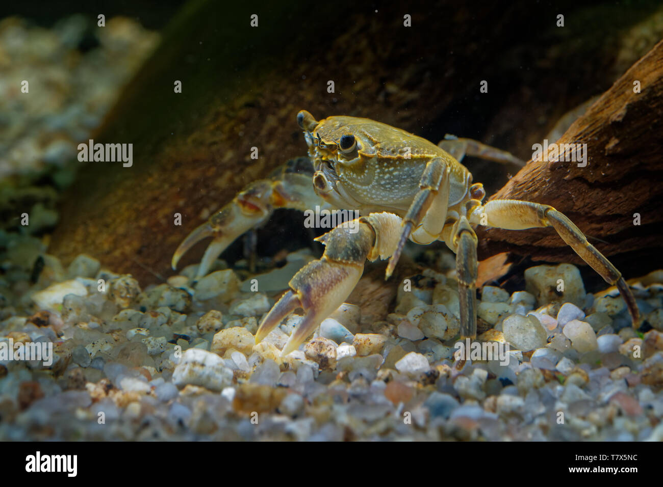 Crabe d'eau douce - Potamon fluviatile vivant dans les ruisseaux, rivières et lacs du sud de l'Europe. Banque D'Images