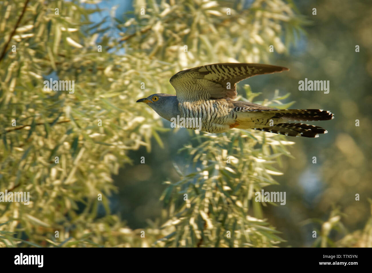 Cuculus canorus - Common Cuckoo in the fly, migrants d'été généralisée à l'Europe et l'Asie, et qui hiverne en Afrique, le couvain parasite. Banque D'Images