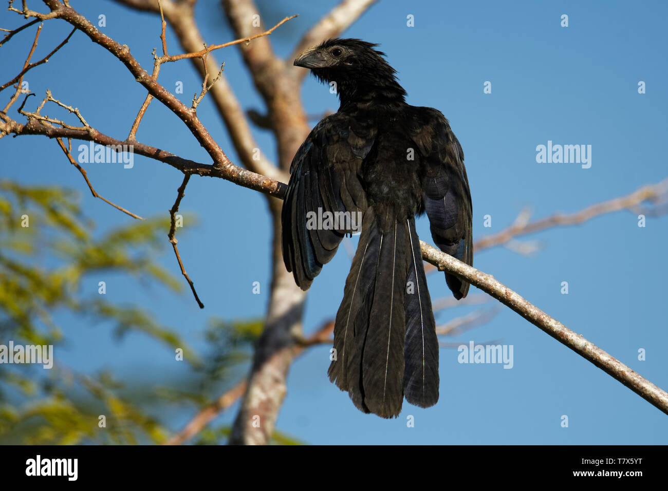 Groove-billed Ani - Crotophaga sulcirostris oiseaux tropicaux dans la famille coucou, longue queue et un grand bec crochu. Les espèces résidentes du Texas, Mexique Banque D'Images