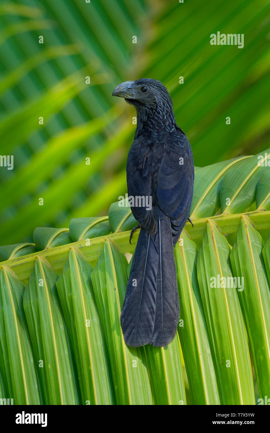 Groove-billed Ani - Crotophaga sulcirostris oiseaux tropicaux dans la famille coucou, longue queue et un grand bec crochu. Les espèces résidentes du Texas, Mexique Banque D'Images