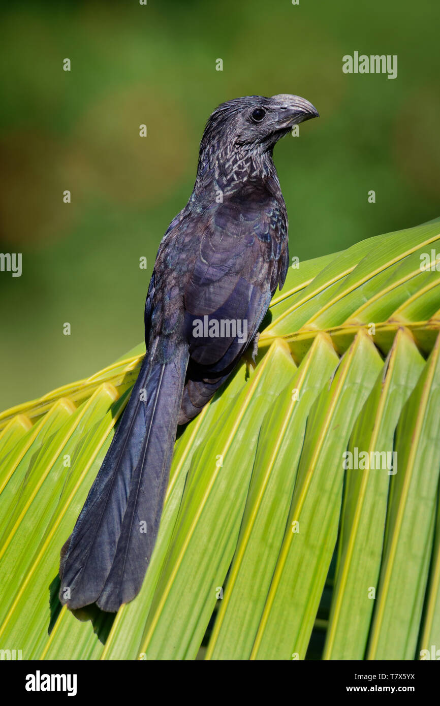 Groove-billed Ani - Crotophaga sulcirostris oiseaux tropicaux dans la famille coucou, longue queue et un grand bec crochu. Les espèces résidentes du Texas, Mexique Banque D'Images