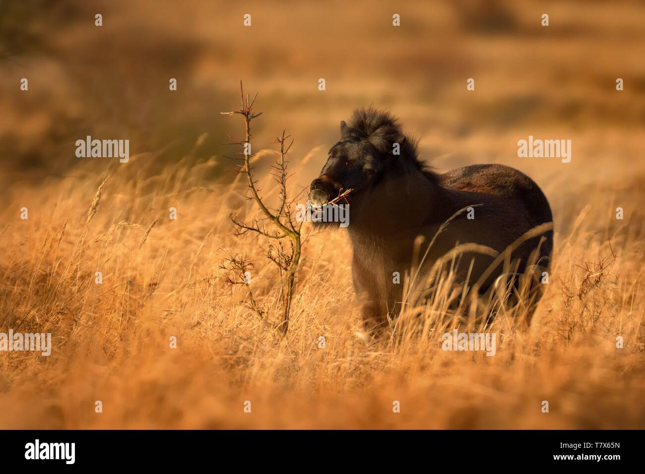 Le cheval sauvage (Equus ferus) dans la steppe au petit matin éclairé par les rayons du soleil. Vue sur un pâturage de chevaux dans la steppe en tchèque Milovic Banque D'Images