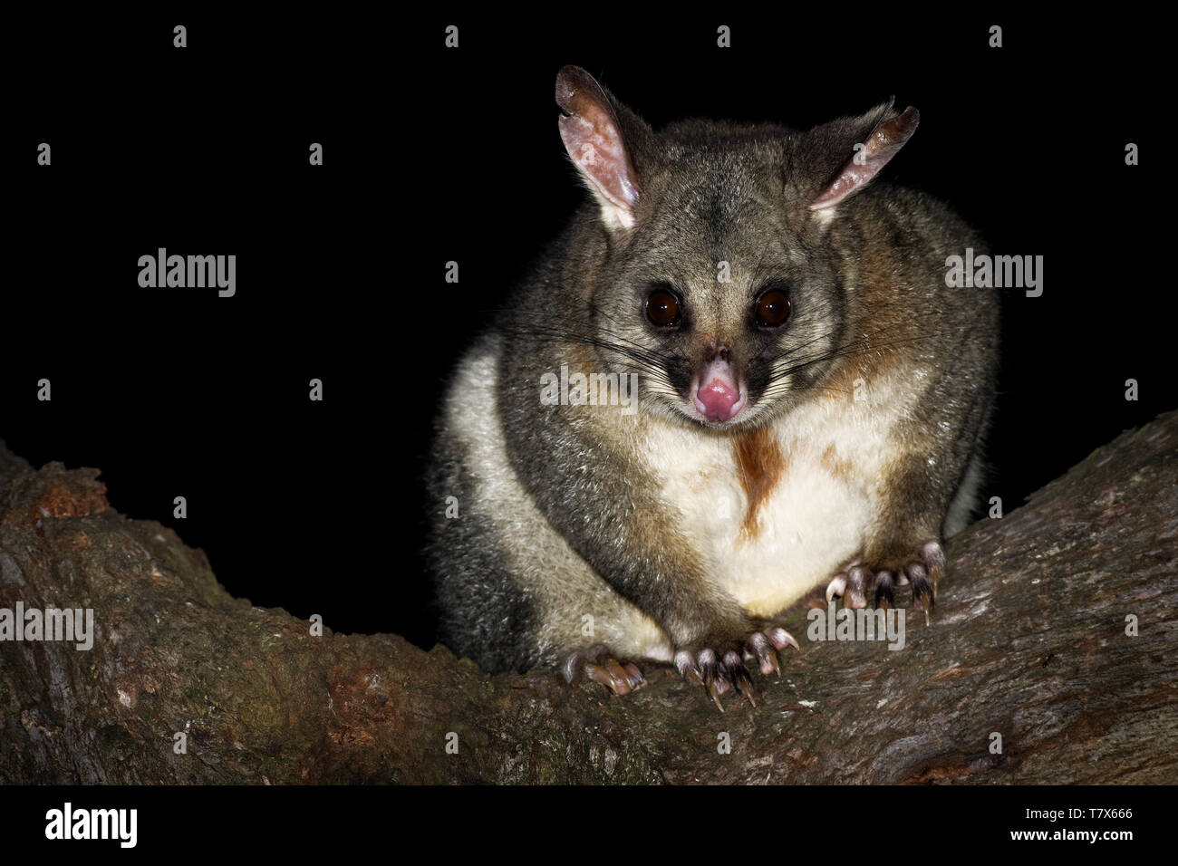 Yarnardilyi commun - Trichosurus vulpecula, semi-nocturne -marsupial arboricole de l'Australie, a présenté à la Nouvelle Zélande. Banque D'Images