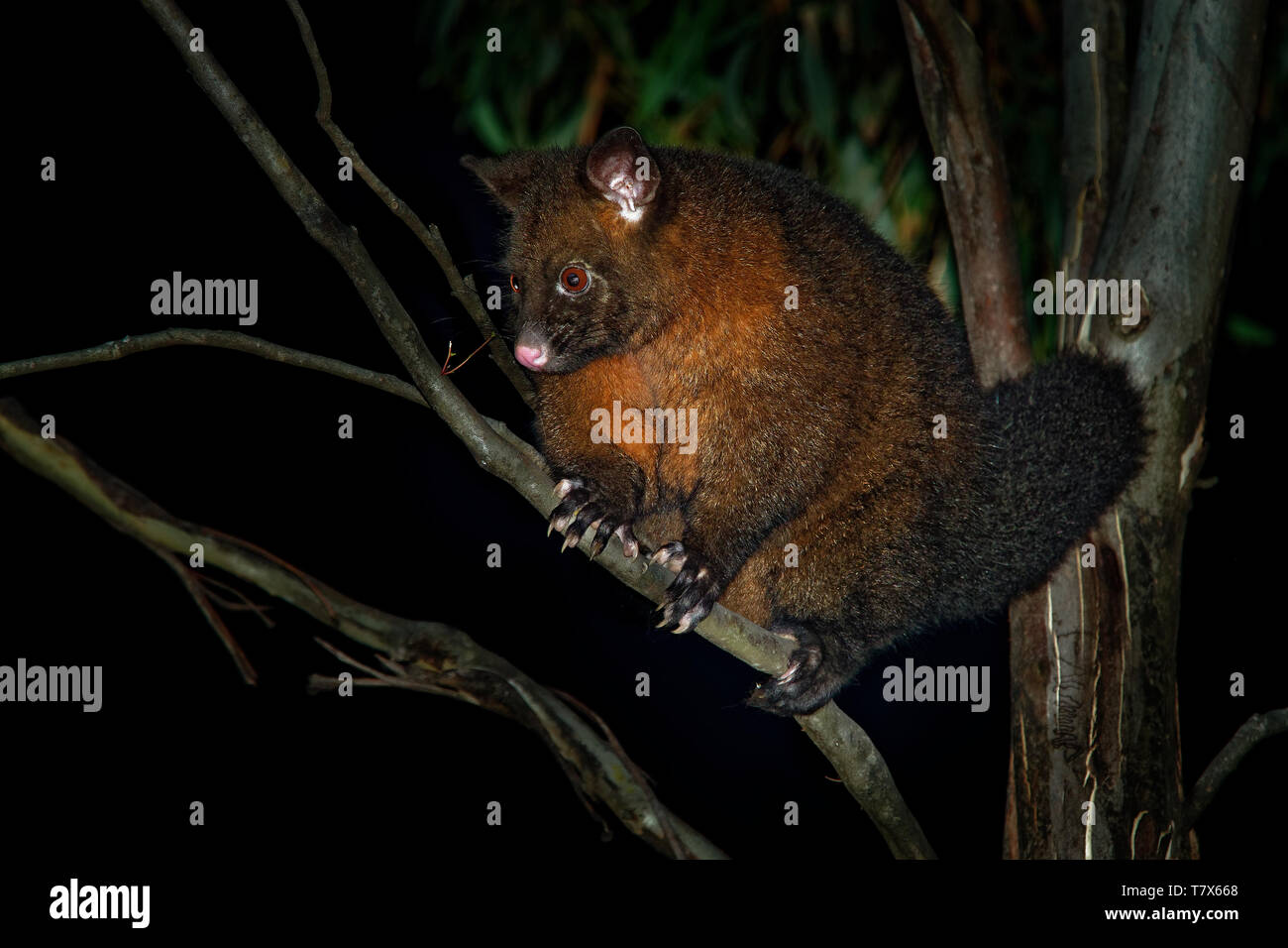 Yarnardilyi commun - Trichosurus vulpecula, semi-nocturne -marsupial arboricole de l'Australie, a présenté à la Nouvelle Zélande. Banque D'Images