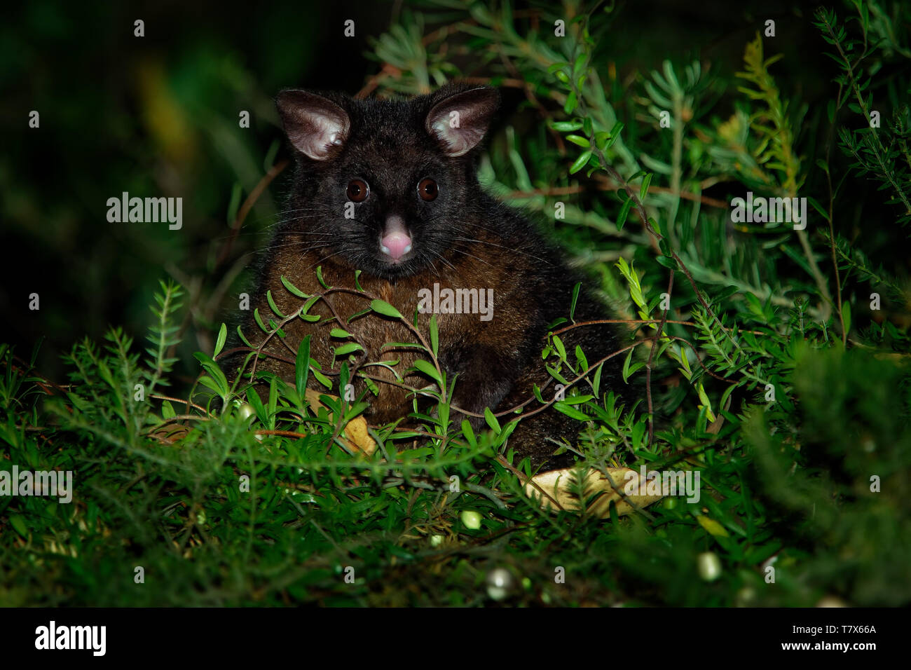 Yarnardilyi commun - Trichosurus vulpecula, semi-nocturne -marsupial arboricole de l'Australie, a présenté à la Nouvelle Zélande. Banque D'Images