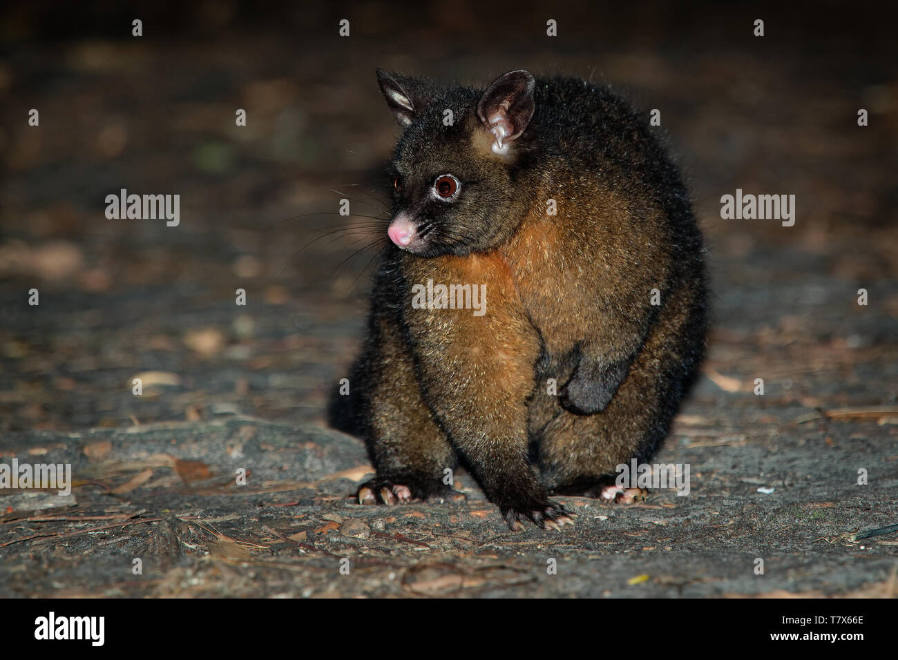 Yarnardilyi commun - Trichosurus vulpecula, semi-nocturne -marsupial arboricole de l'Australie, a présenté à la Nouvelle Zélande. Banque D'Images