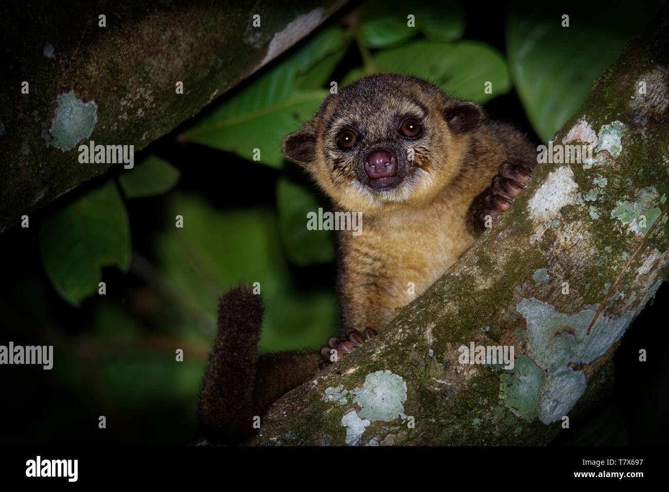 Kinkajou - Potos flavus, rainforest mammifère de la famille des Procyonidae olingos, coatis, ratons laveurs, et l'ringtail et cacomistle aussi connu. Banque D'Images