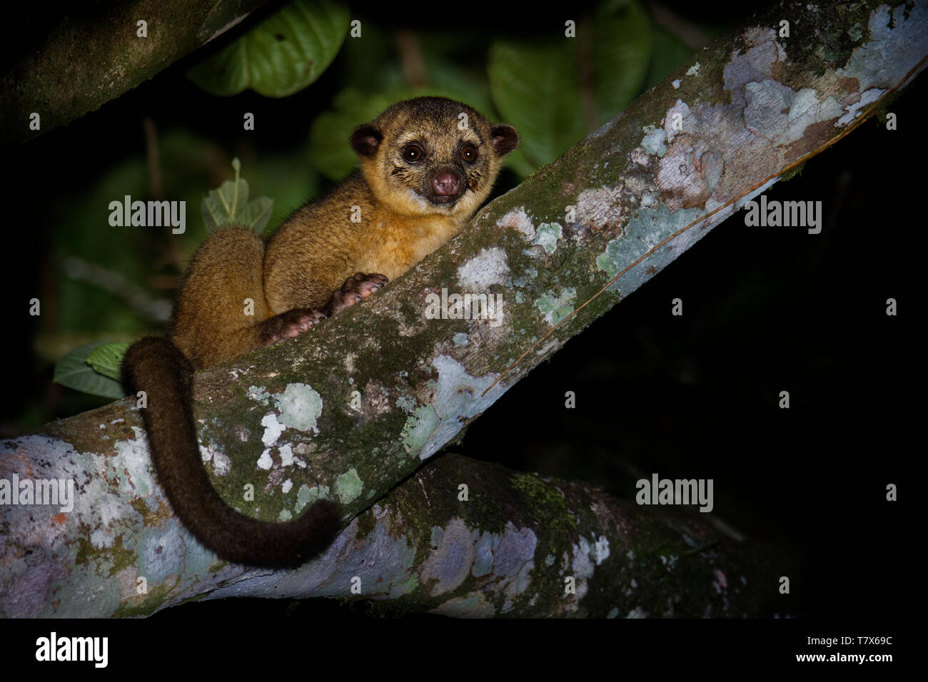 Kinkajou - Potos flavus, rainforest mammifère de la famille des Procyonidae olingos, coatis, ratons laveurs, et l'ringtail et cacomistle aussi connu. Banque D'Images