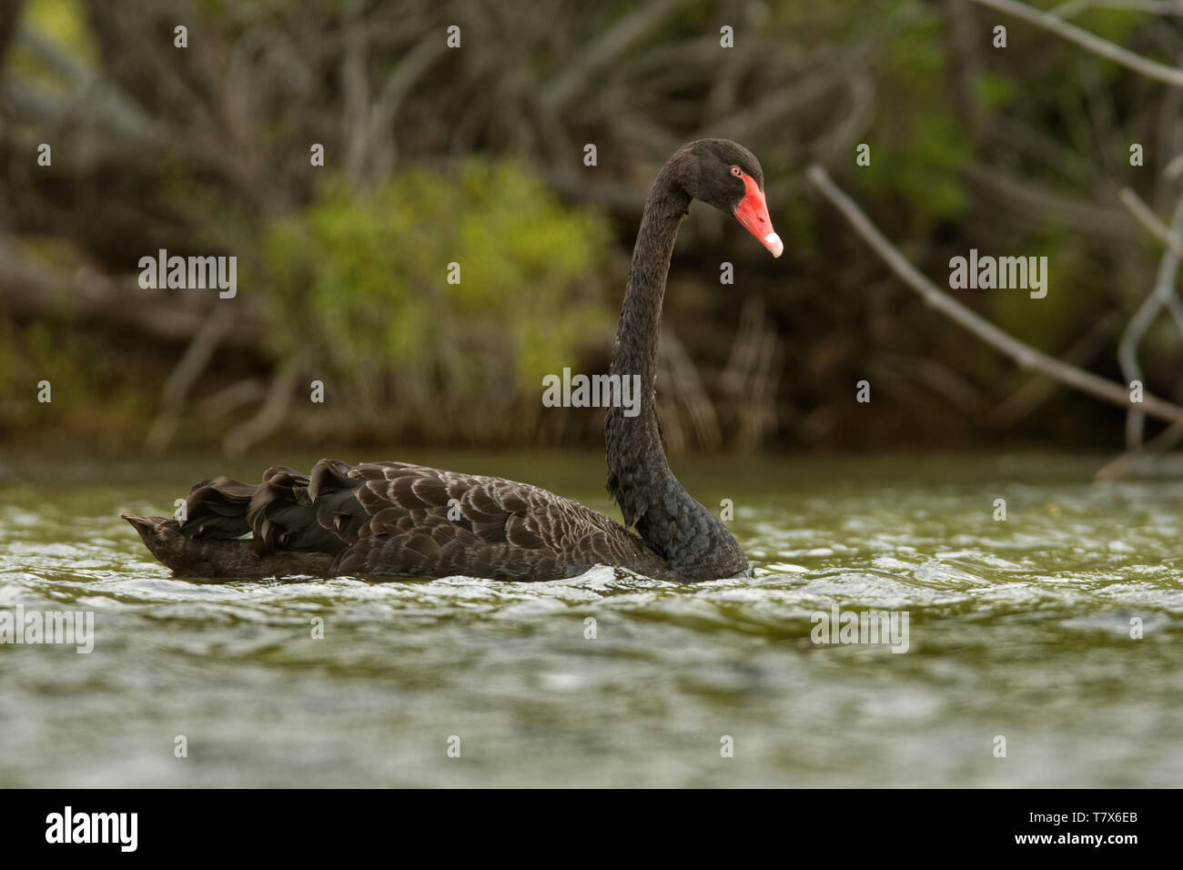 Black Swan - Cygnus atratus - Australian grand cygne sur le lac en l'Australie, la Tasmanie. Banque D'Images