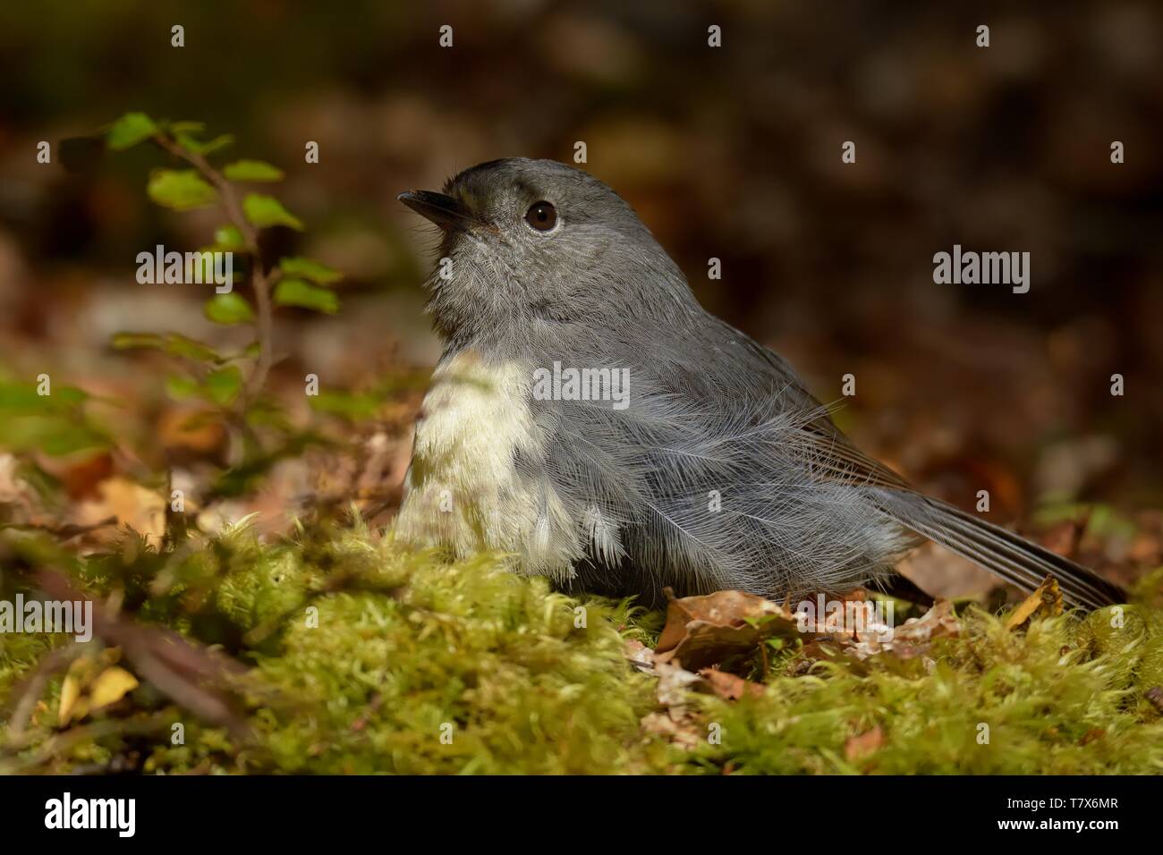 Petroica australis - Robin de l'île du Sud - toutouwai - Nouvelle-Zélande endémiques d'oiseaux forestiers assis sur le grounde dans la forêt Banque D'Images