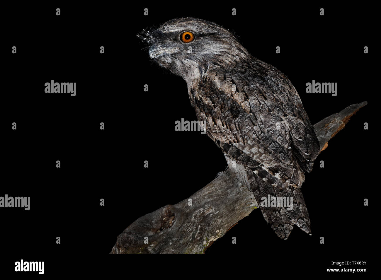 Podargus strigoides une grille supérieure (fauve) Engoulevent d'Australie, assis sur l'arbre dans la nuit. Banque D'Images
