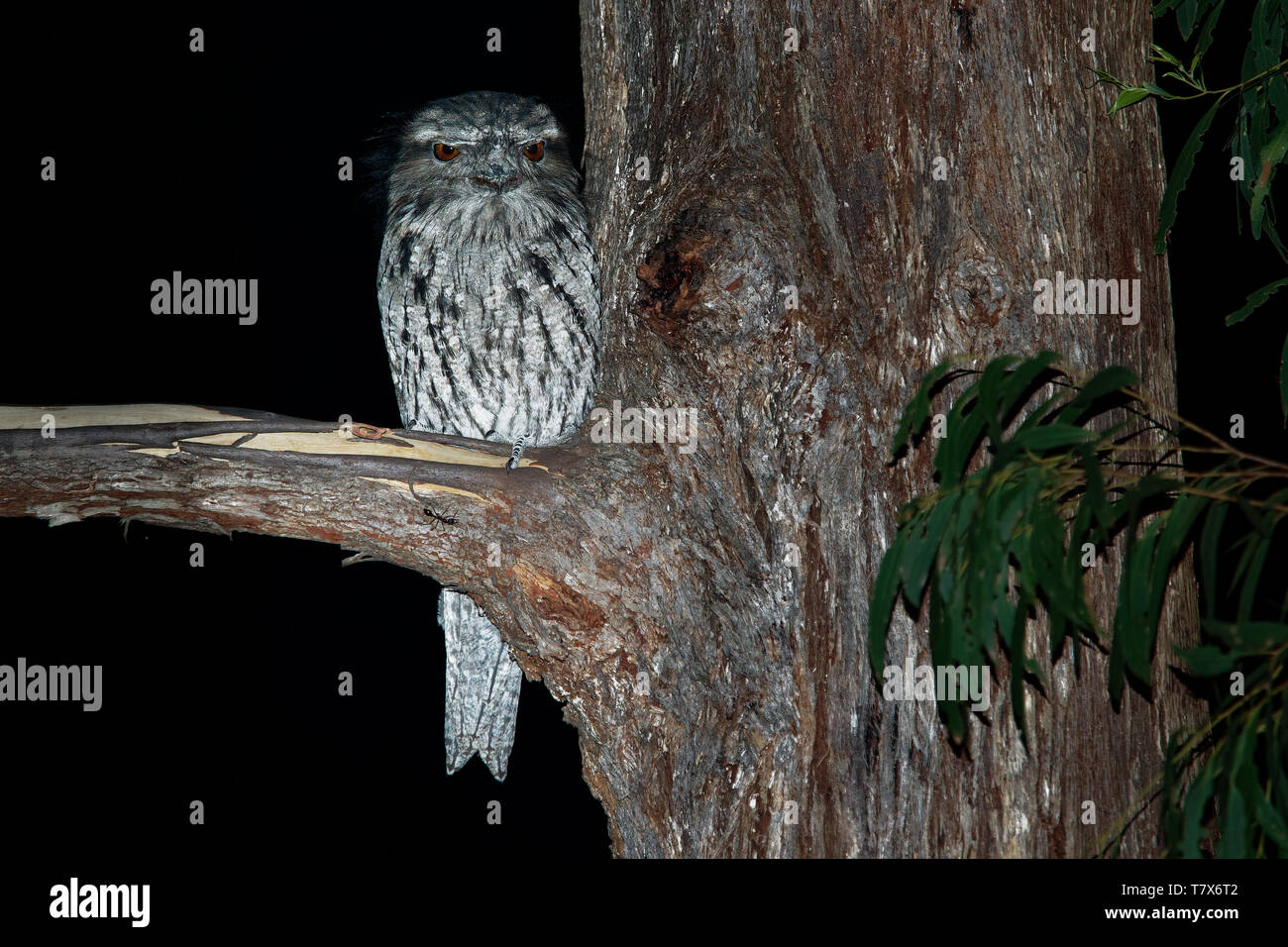 Podargus strigoides une grille supérieure (fauve) Engoulevent d'Australie, assis sur l'arbre dans la nuit. Banque D'Images