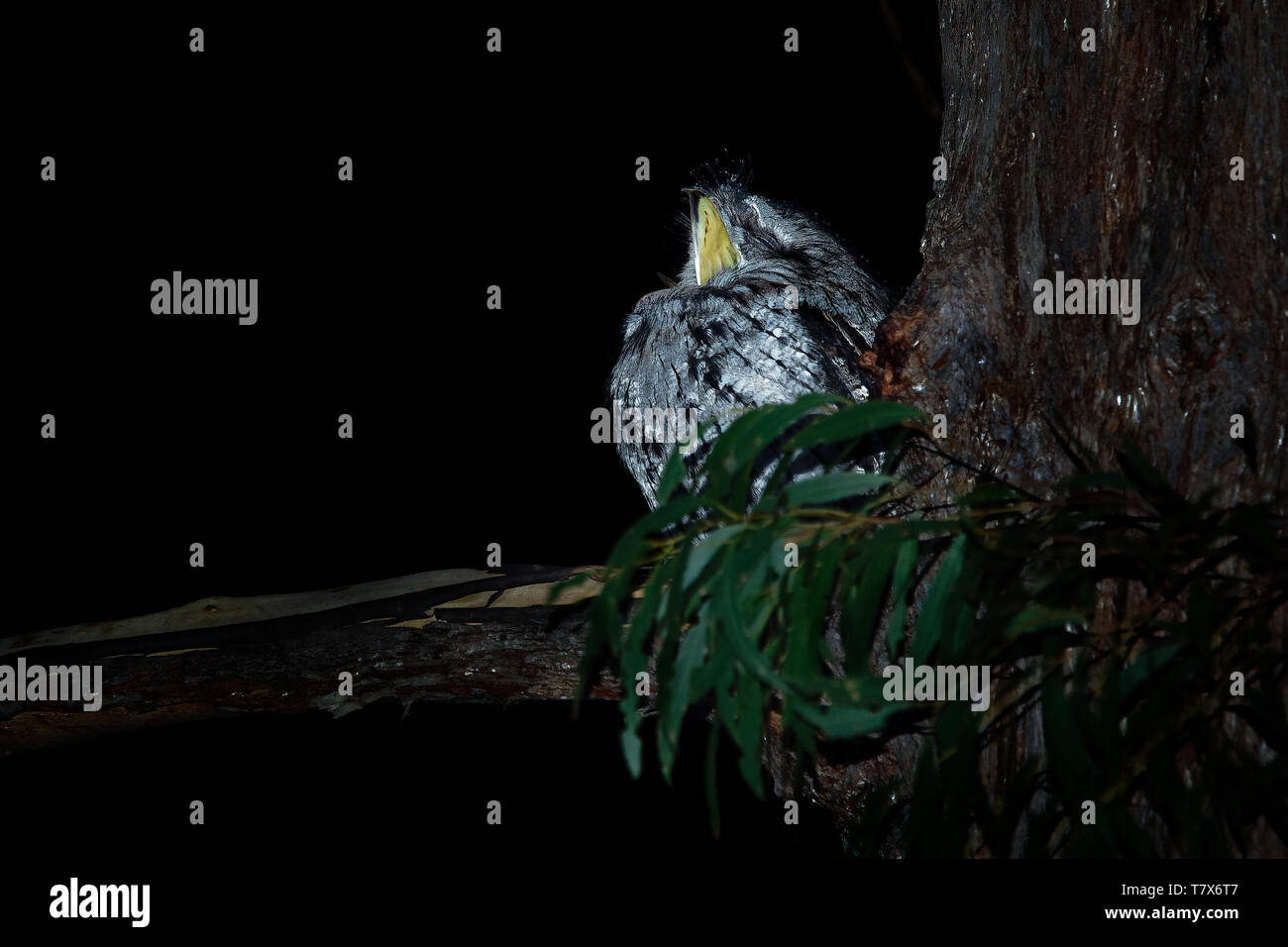 Podargus strigoides une grille supérieure (fauve) Engoulevent d'Australie, assis sur l'arbre dans la nuit Banque D'Images