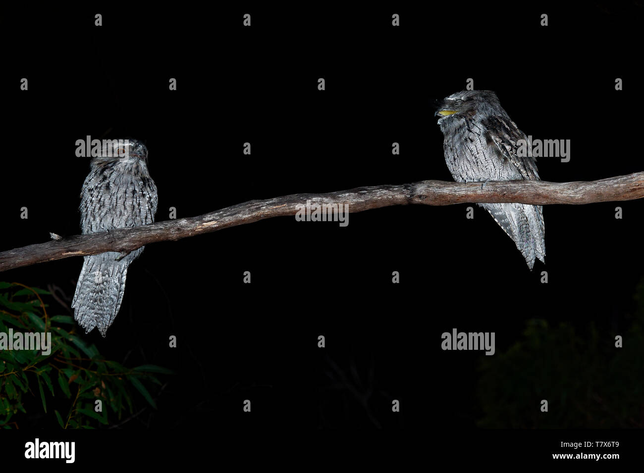 Podargus strigoides une grille supérieure (fauve) Engoulevent d'Australie, assis sur l'arbre dans la nuit. Banque D'Images