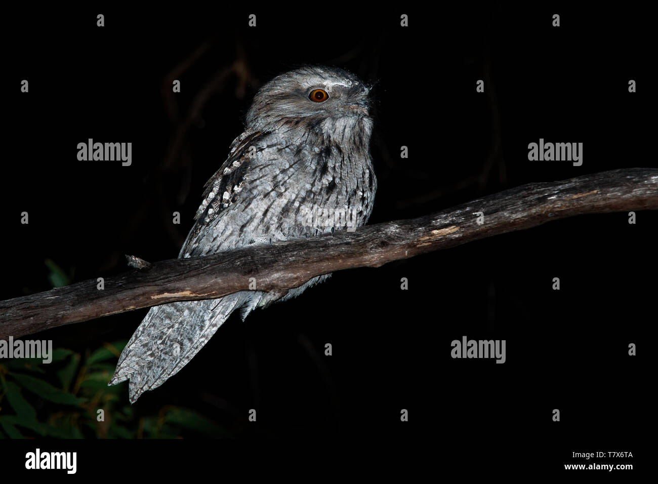 Podargus strigoides une grille supérieure (fauve) Engoulevent d'Australie, assis sur l'arbre dans la nuit. Banque D'Images