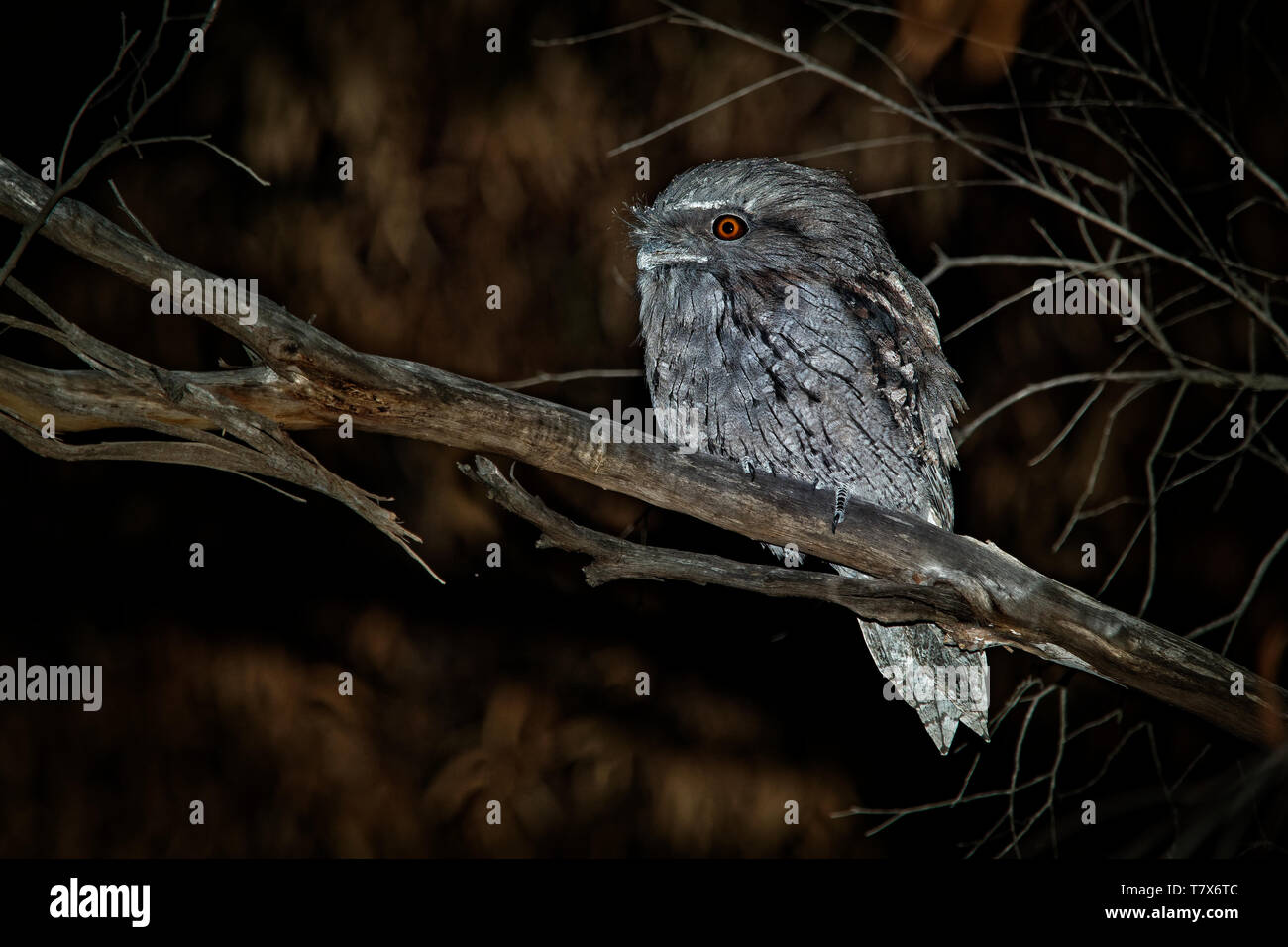 Podargus strigoides une grille supérieure (fauve) Engoulevent d'Australie, assis sur l'arbre dans la nuit. Banque D'Images