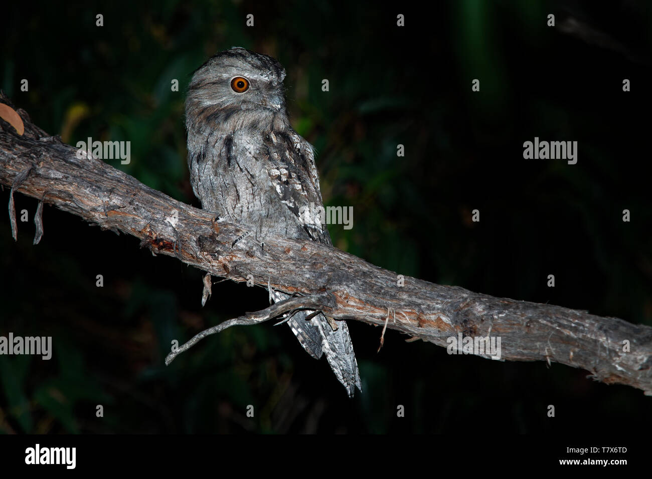 Podargus strigoides une grille supérieure (fauve) Engoulevent d'Australie, assis sur l'arbre dans la nuit. Banque D'Images