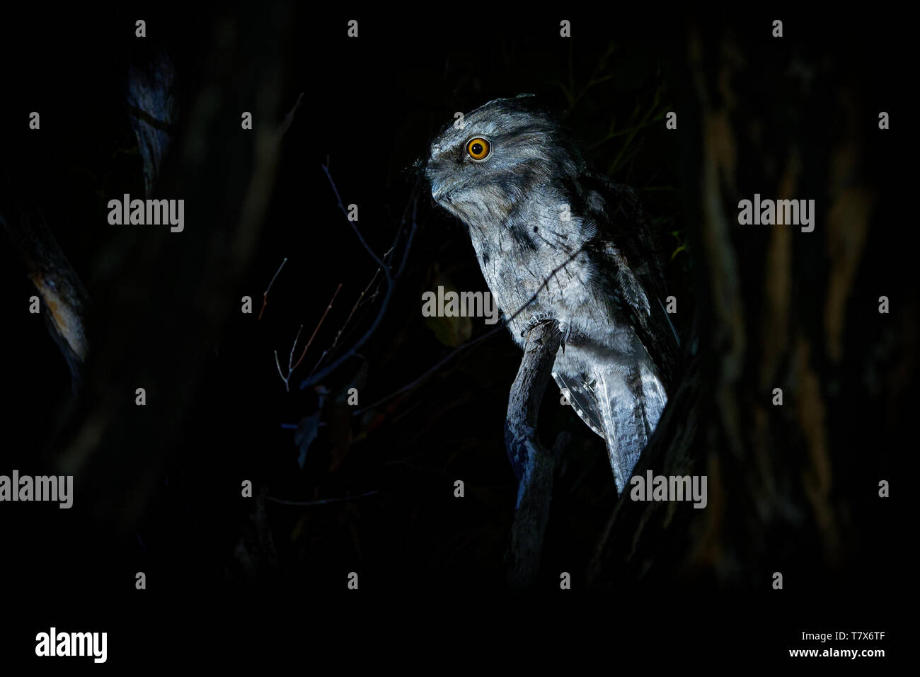 Podargus strigoides une grille supérieure (fauve) Engoulevent d'Australie, assis sur l'arbre dans la nuit. Banque D'Images