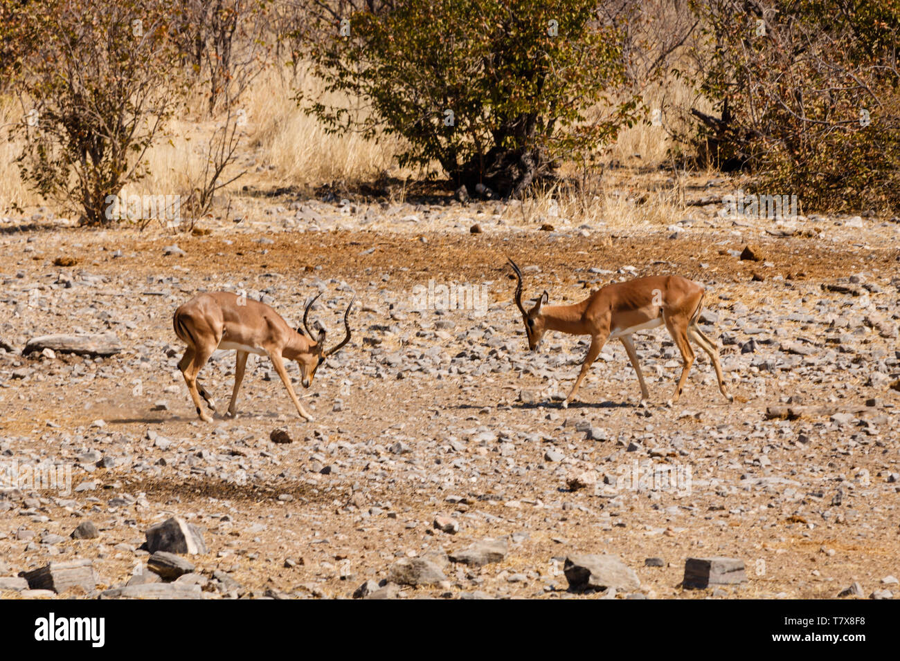 Deux hommes Les impalas se bat pour obtenir le droit de s'accoupler avec les femelles du troupeau Banque D'Images