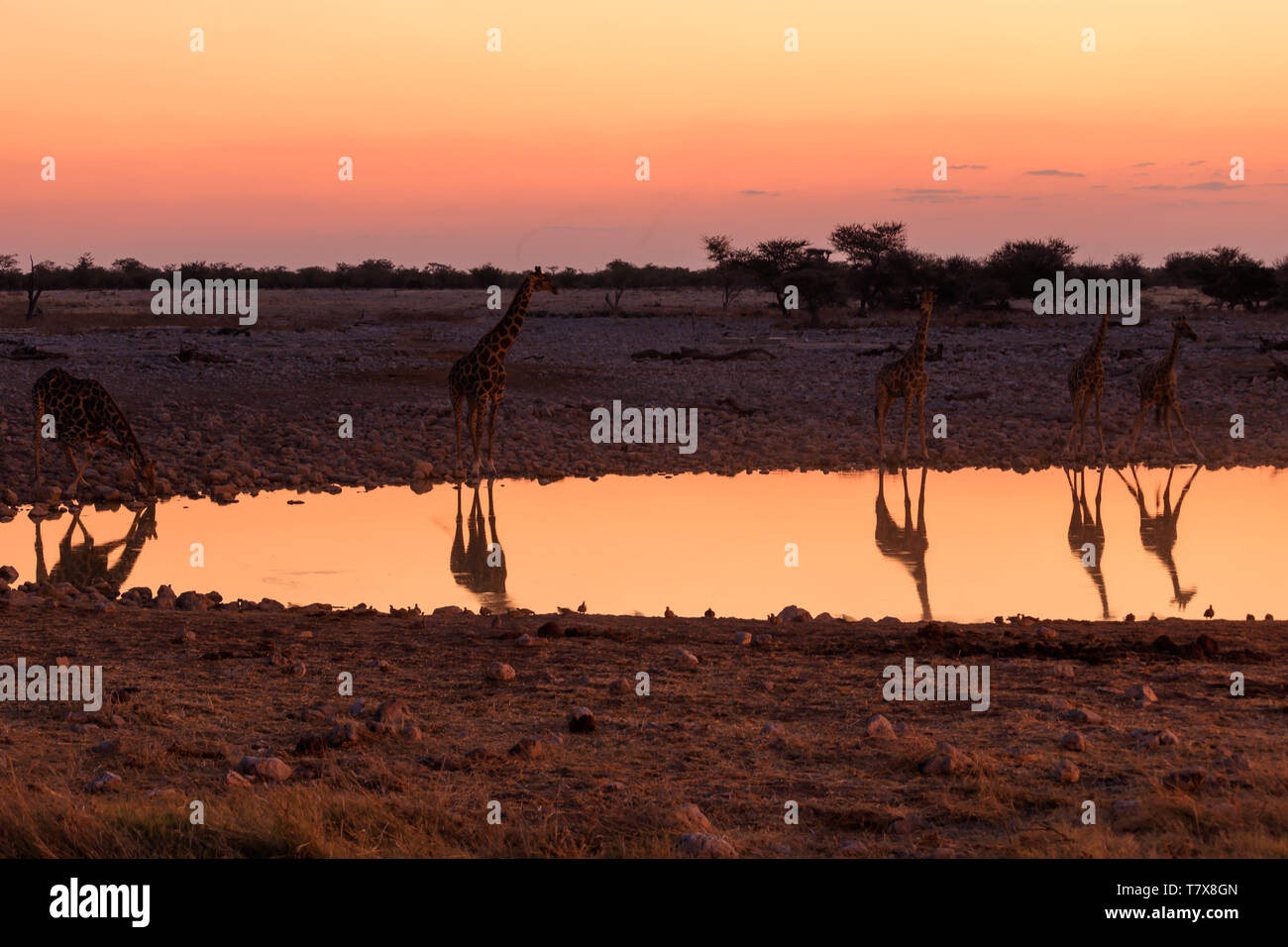 Girafe au coucher du soleil waterhole, Etosha National Park, Namibie Banque D'Images