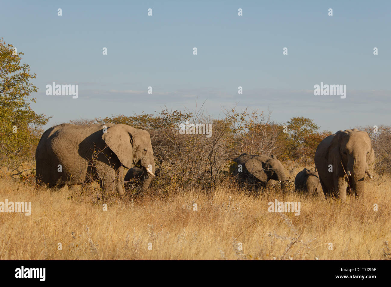 Les éléphants dans le parc national d'Etosha, Namibie Banque D'Images