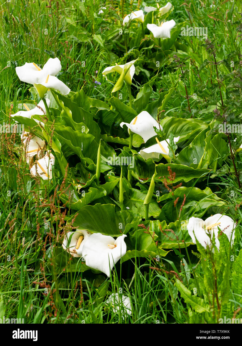 Spathes blanches et jaunes de l'Afrique du Sud spadices calla lily, Zantedeschia aethiopica, naturalisé dans un fossé au Royaume-Uni Banque D'Images