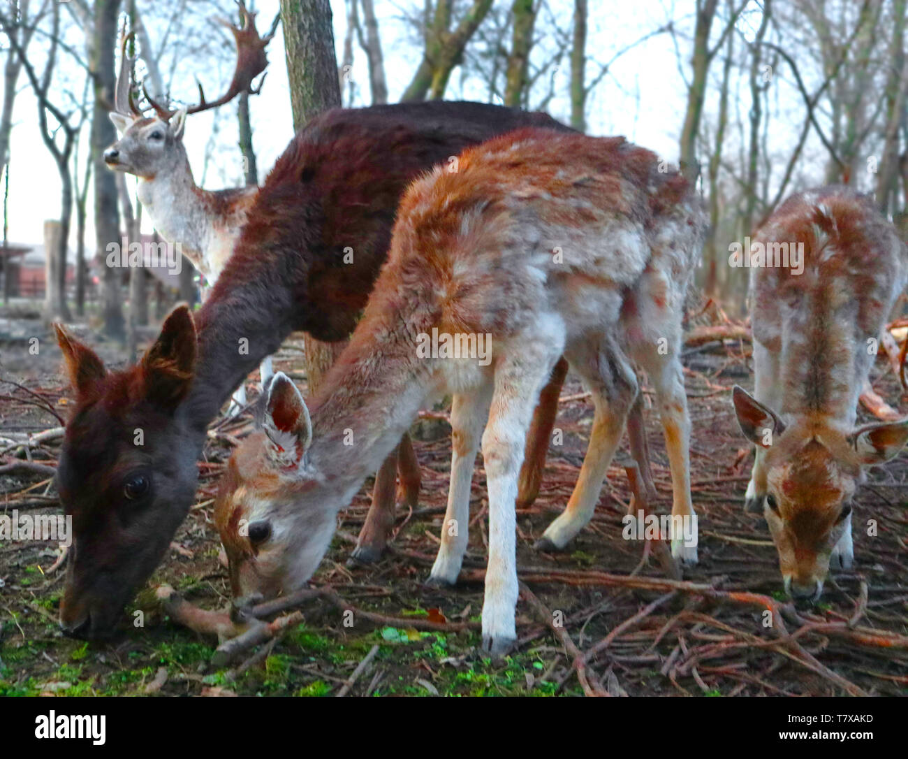 Du vrai Bambi et sa belle famille Banque D'Images