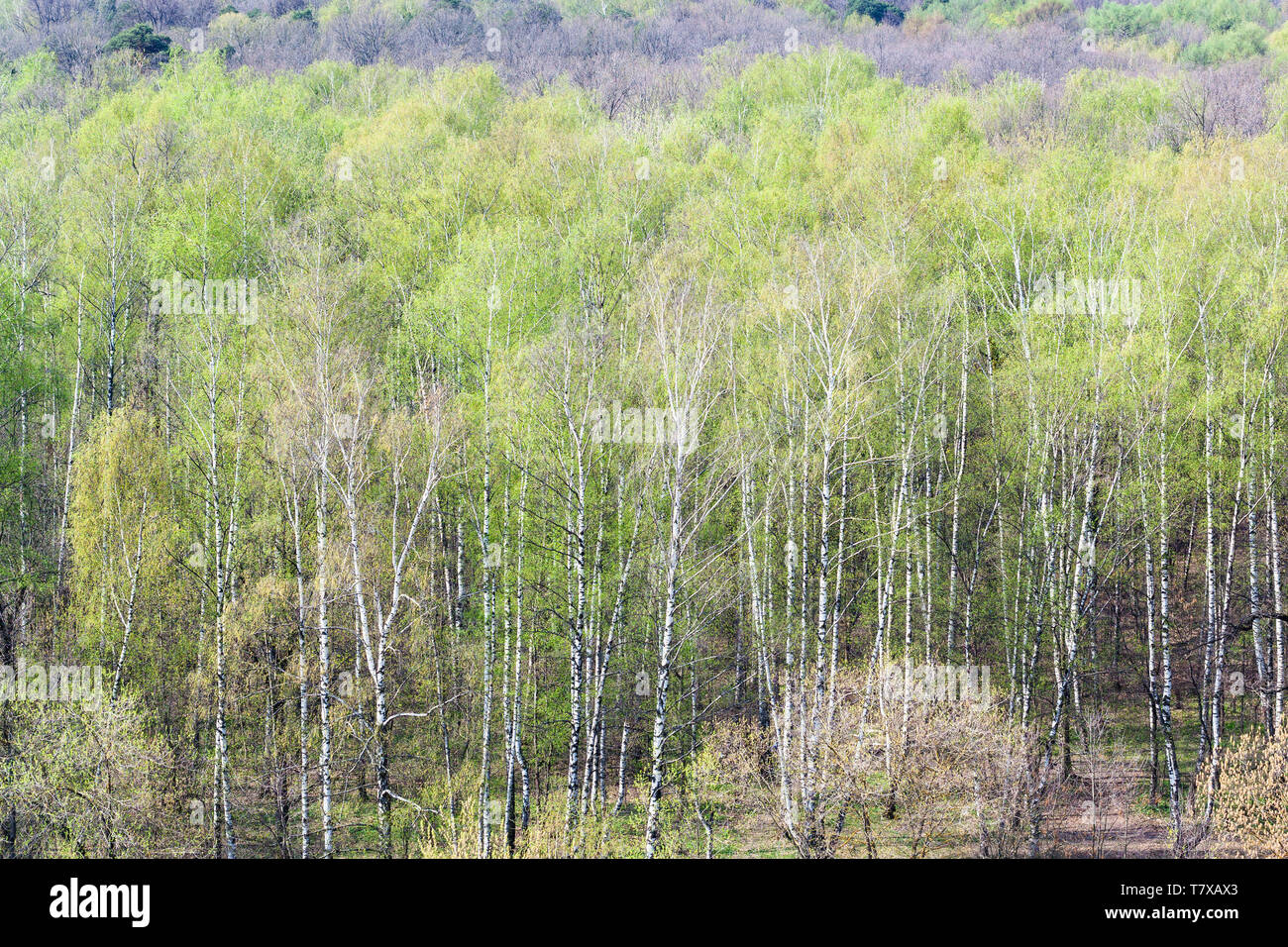Au-dessus de la forêt avec les premières feuilles vertes sous le soleil de printemps Banque D'Images