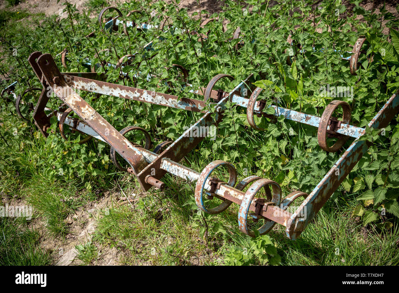 Devon, ferme, domaine agricole, Agriculture, Animal, Bleu, ciel, nuage - Récolte - plante, l'Angleterre, de l'alimentation, de l'herbe, pâturage, couleur verte, la récolte, le foin, il Banque D'Images