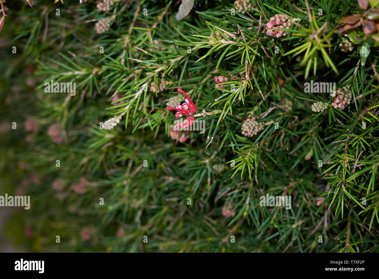 Grevillea rosmarinifolia avec les fleurs rouges Banque D'Images Grevillea rosmarinifolia avec les fleurs rouges Banque D'Images