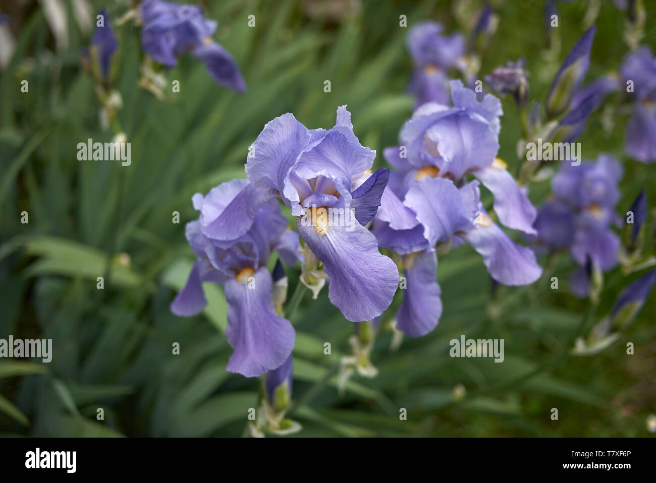 Des fleurs de plantes Iris Banque D'Images