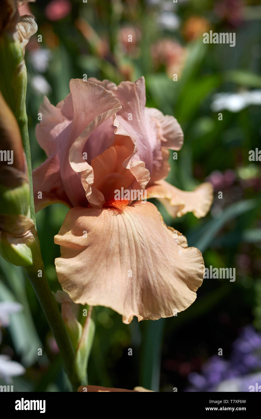Des fleurs de plantes Iris Banque D'Images