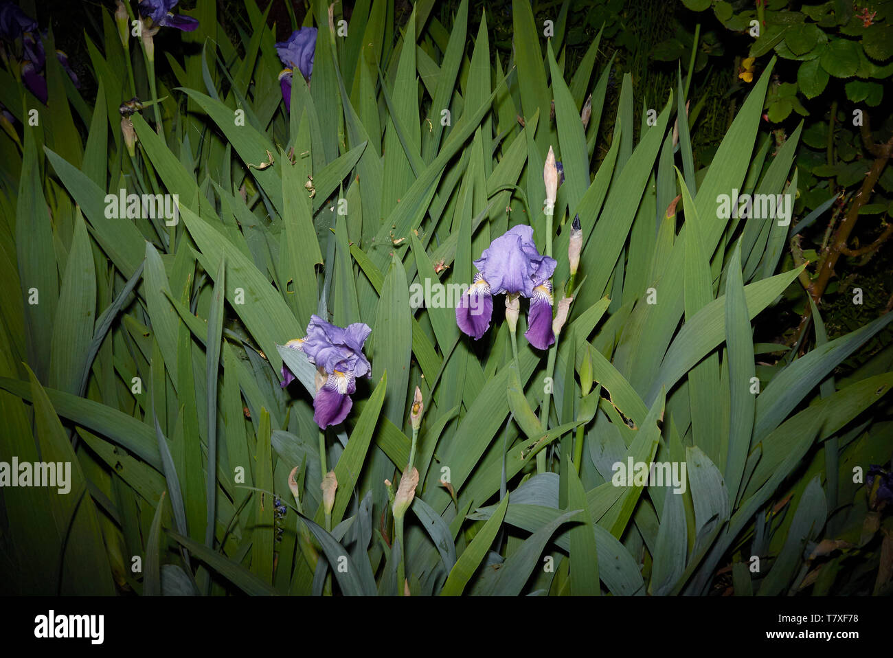 Des fleurs de plantes Iris Banque D'Images