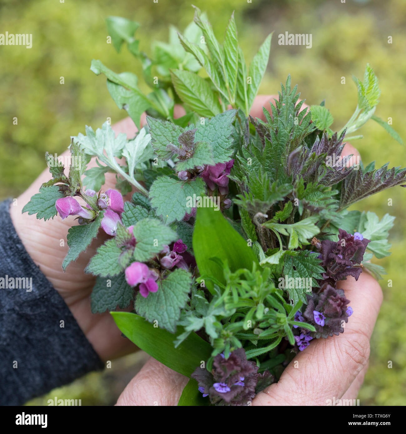 Wildgemüse im Frühling, Frühjahr, Kräuterernte Kräutersammeln Kräutersuppe,, für, Kräutersalat, Wildgemüsesalat Neun-Kräuter Kräuter,, 9. Wilde Himbee Banque D'Images