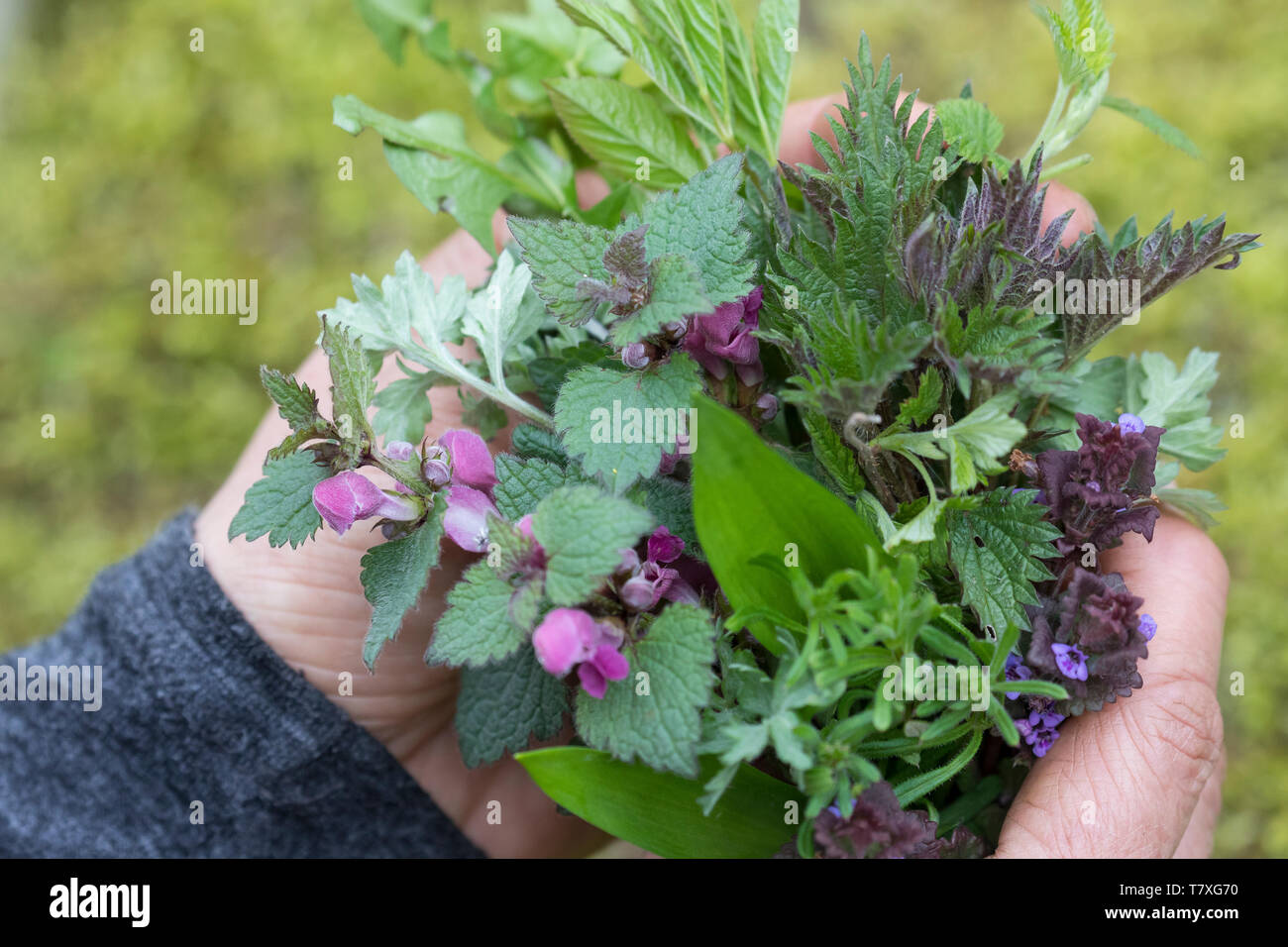 Wildgemüse im Frühling, Frühjahr, Kräuterernte Kräutersammeln Kräutersuppe,, für, Kräutersalat, Wildgemüsesalat Neun-Kräuter Kräuter,, 9. Wilde Himbee Banque D'Images