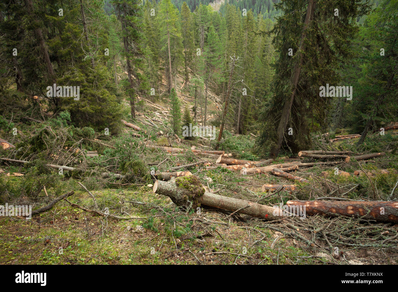 La déforestation contrôlée à l'intérieur d'une forêt italien. Coupe transversale d'un jeune arbre de pin Banque D'Images