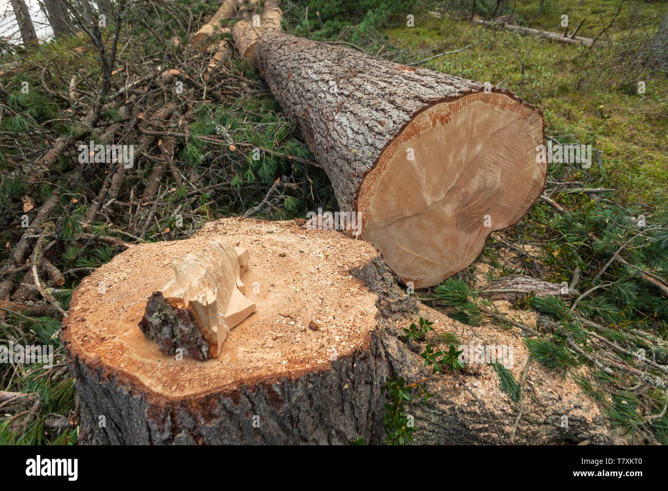 La déforestation contrôlée à l'intérieur d'une forêt italien. Coupe transversale d'un jeune arbre de pin Banque D'Images